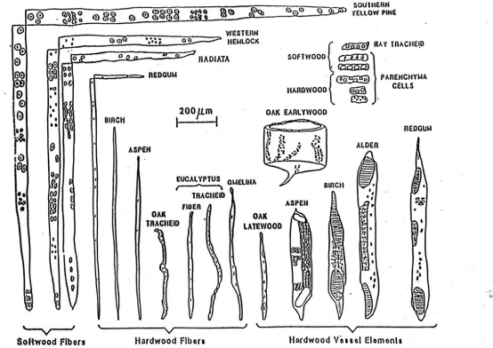 A Brief Look at the Basics of the Pulp Paper Industry